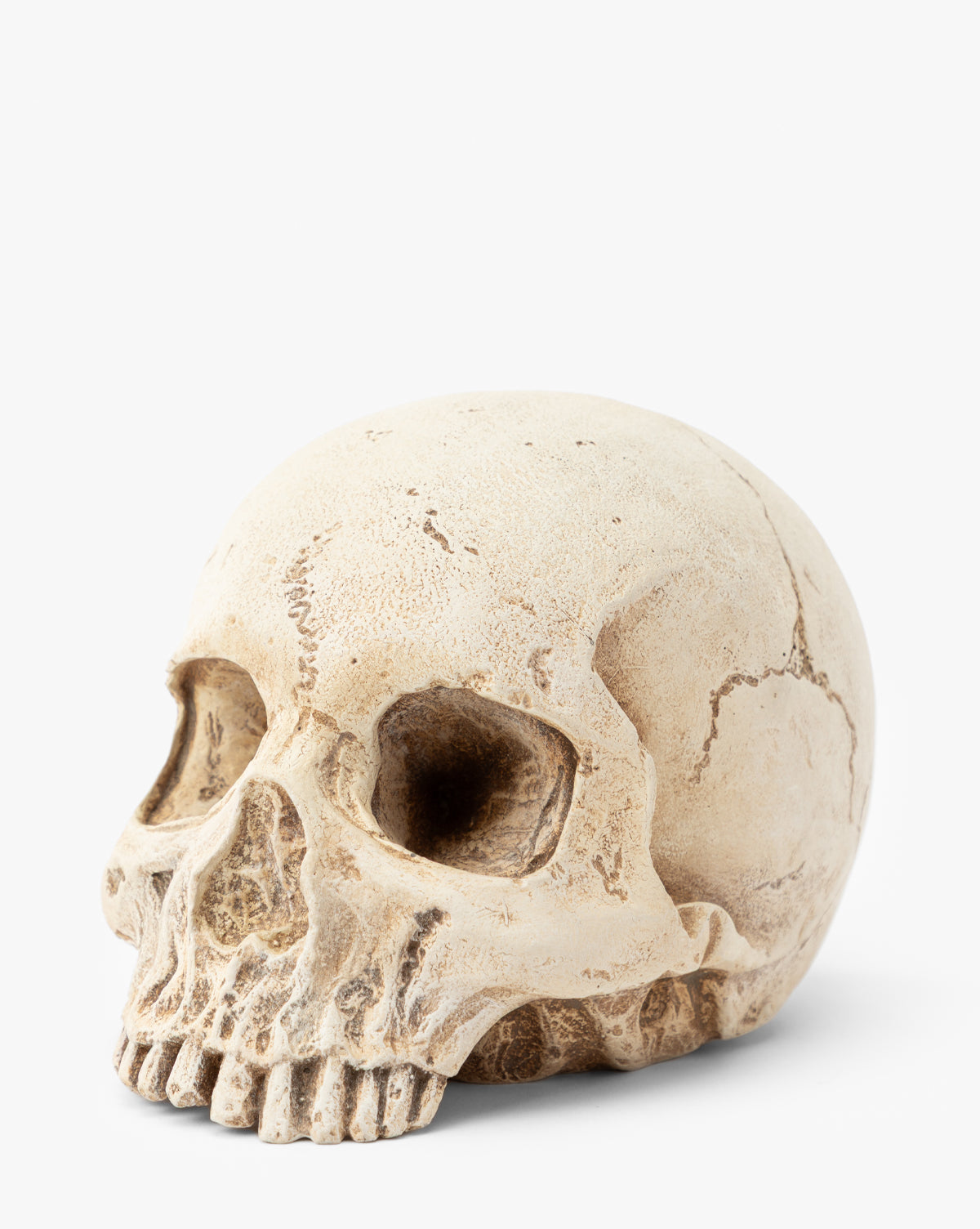 Resin Skull Object